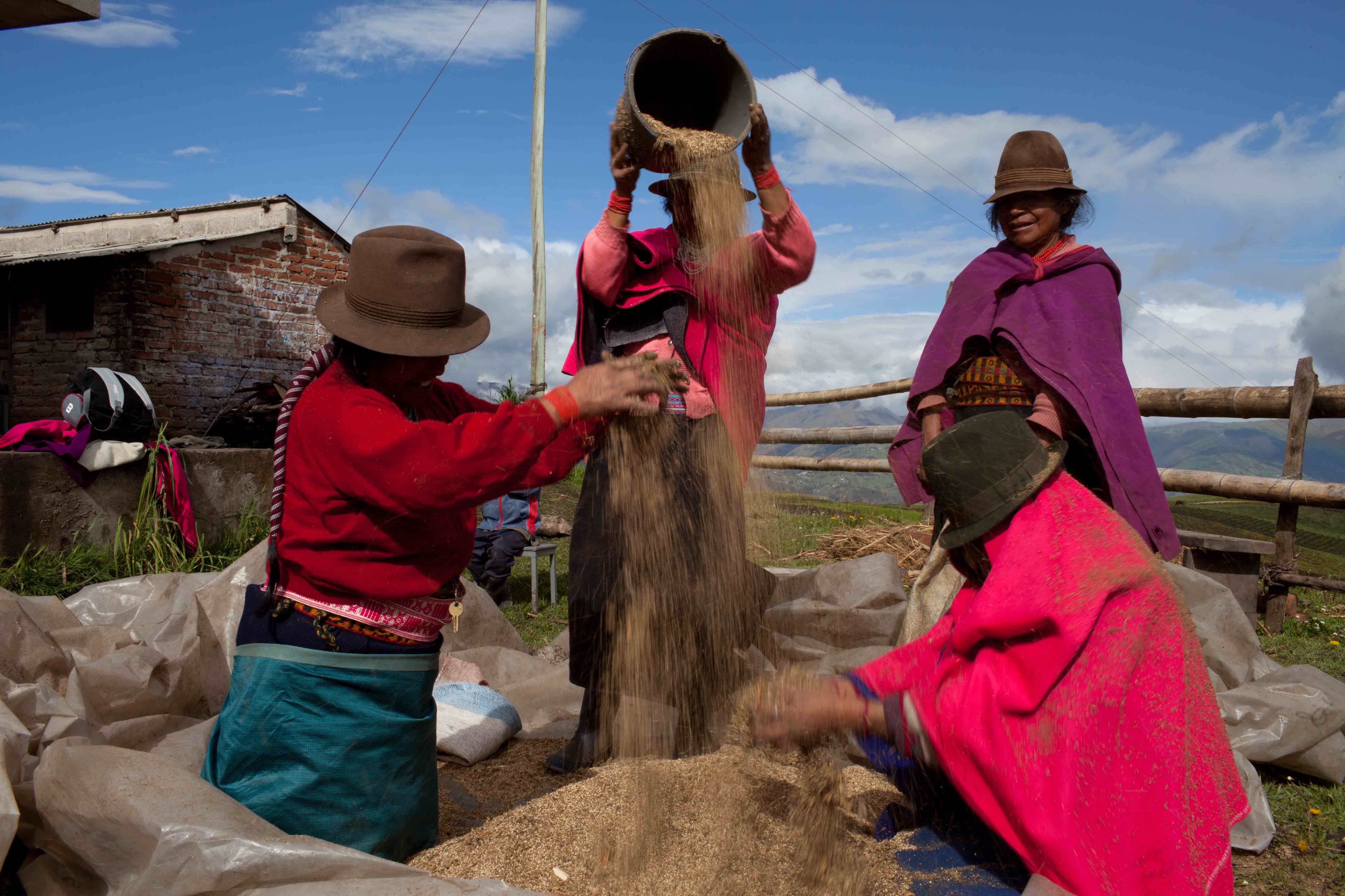 a group of people thrashing quinoa